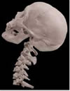 Whiplash biomechanics